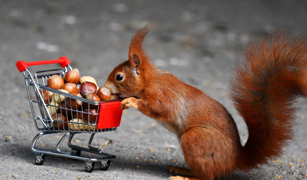 Рыжая белка с тележкой с лесными орехами