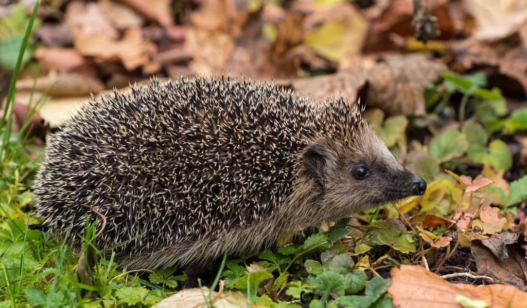 Колючий еж на земле с сухими листьями осенью 