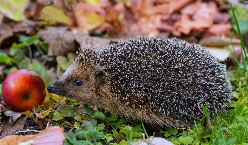 Колючий еж с красным яблоком в зеленой траве
