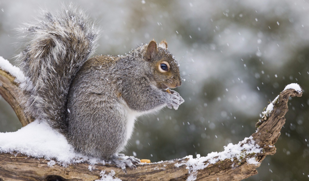 Белка сидит на заснеженной ветке 