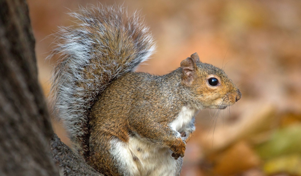 Белка с пушистым хвостом на дереве