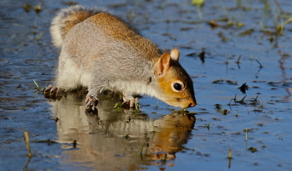 Белка отражается в воде