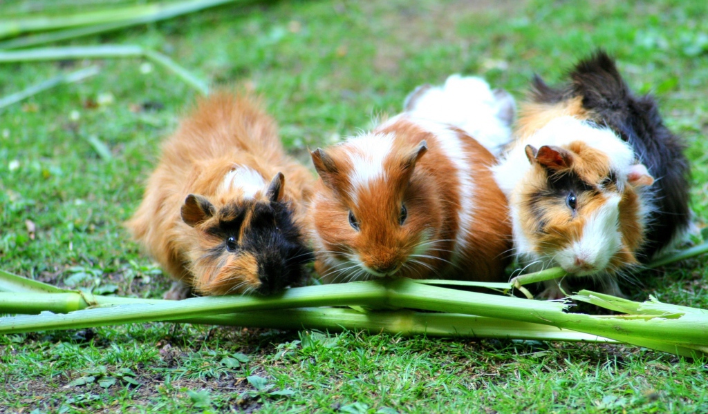 Три морские свинки грызут зеленую траву