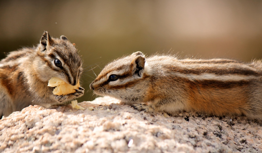 Два милых бурундука едят печенье