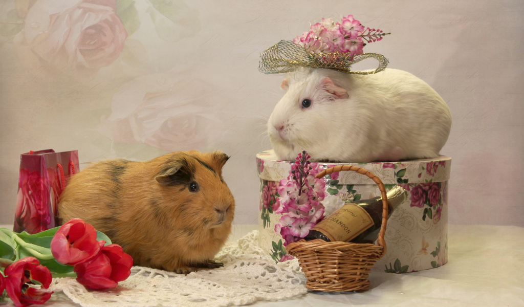 Две морские свинки с цветами
