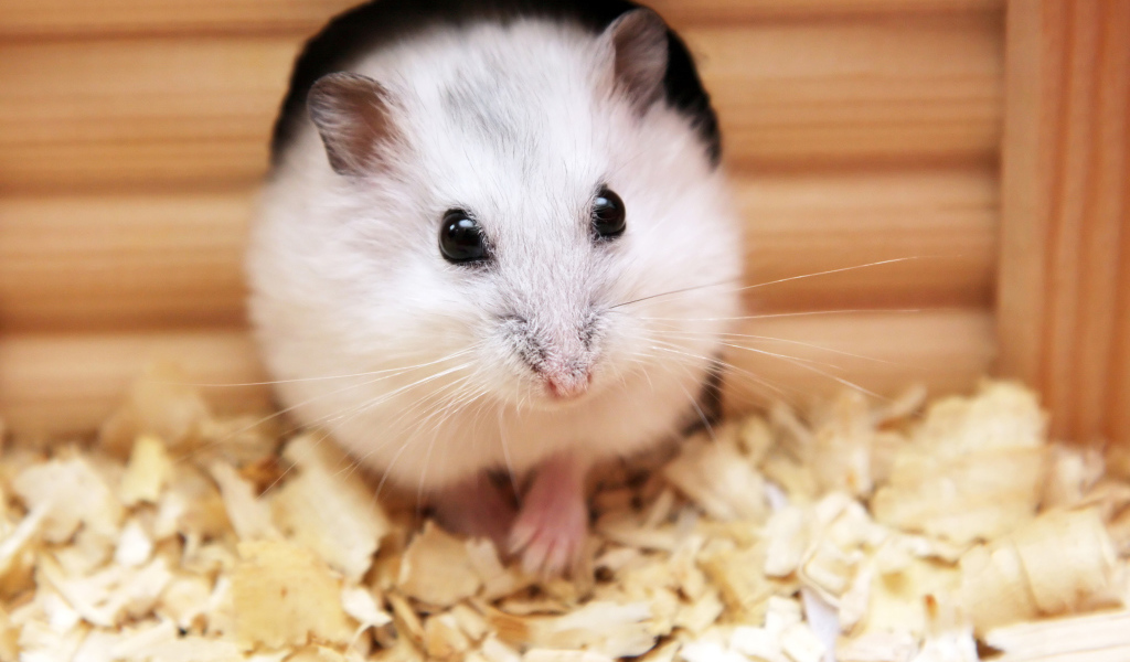 Белый хомяк в домике крупным планом