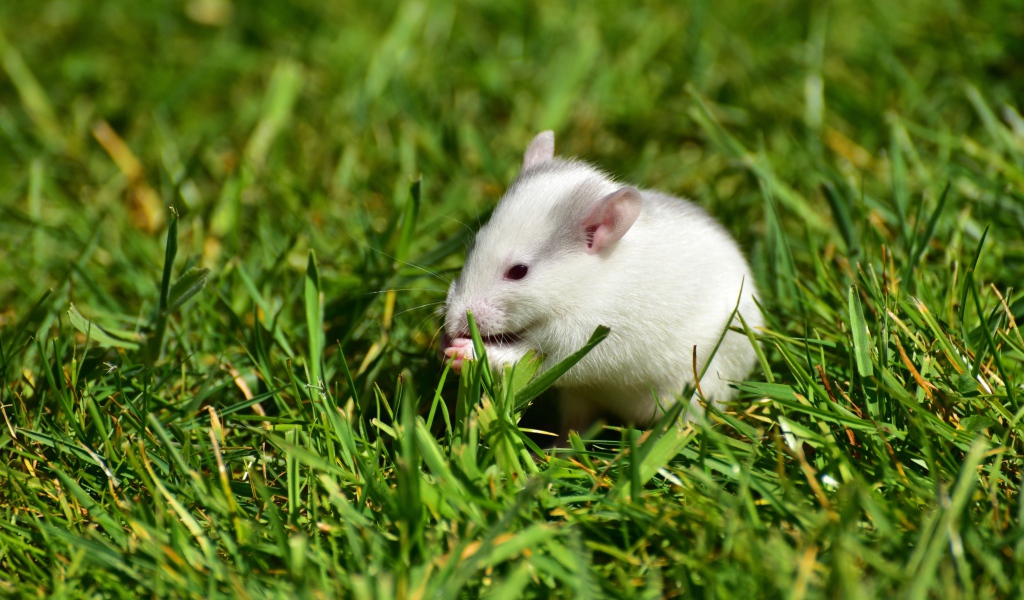 Белая мышь в зеленой траве