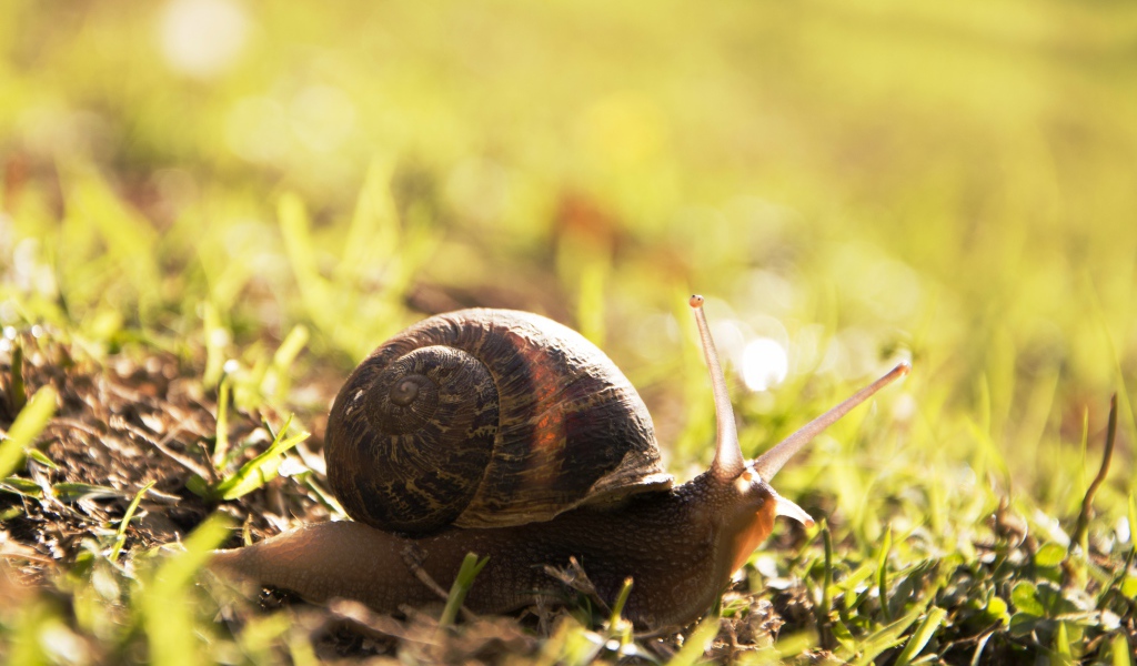 Большая улитка на траве