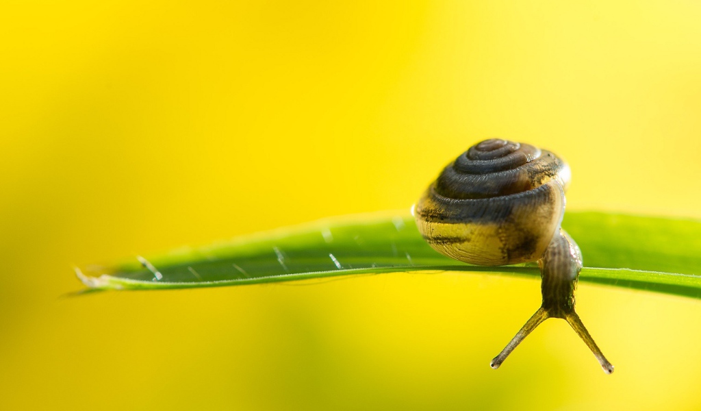 Улитка на зеленом листке на желтом фоне 