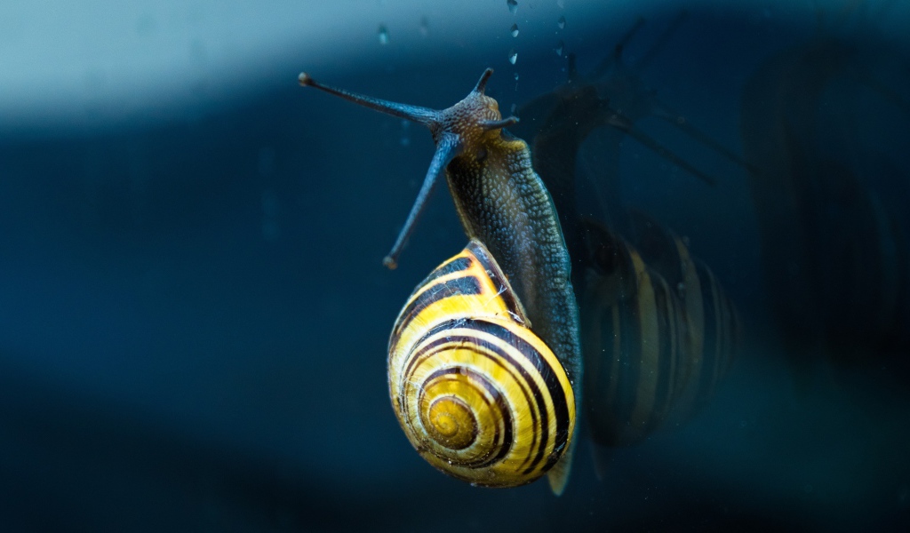 Улитка ползет по стеклу