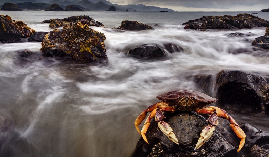 Большой краб сидит на камне в море