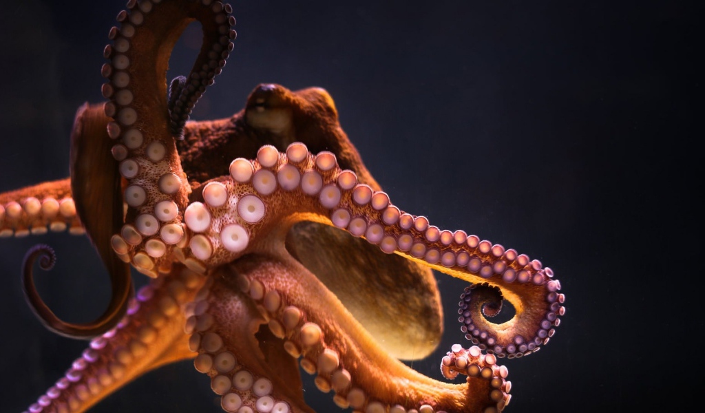 Большой осьминог на сером фоне