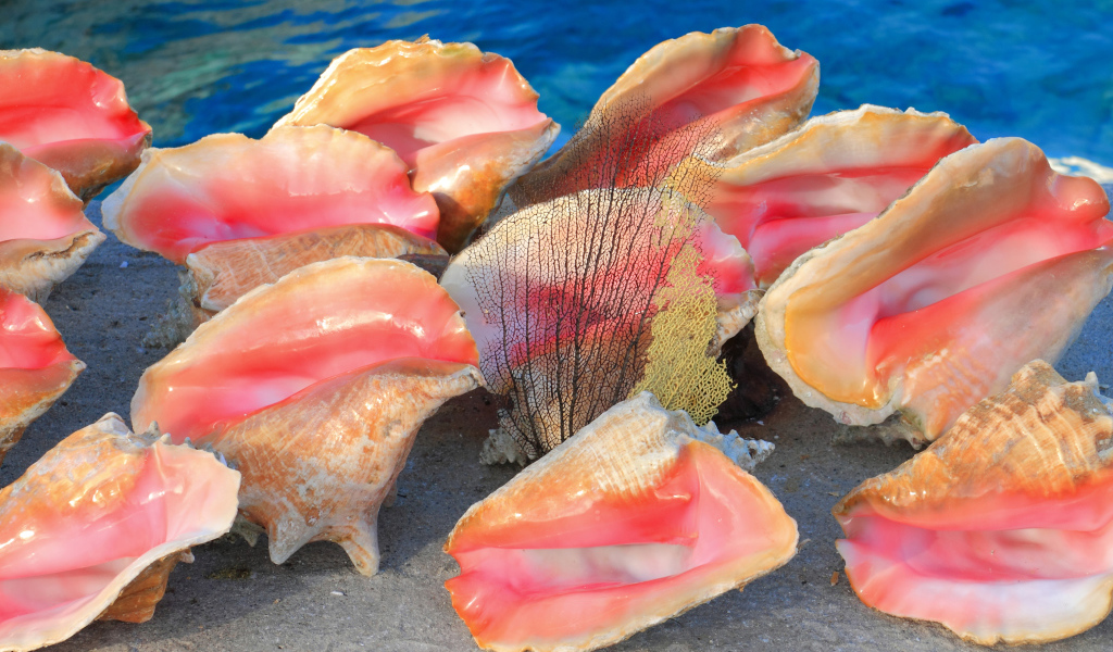 Большие розовые ракушки на песке