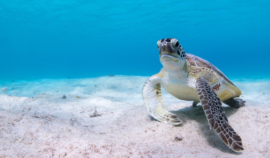 Большая черепаха под водой на песке