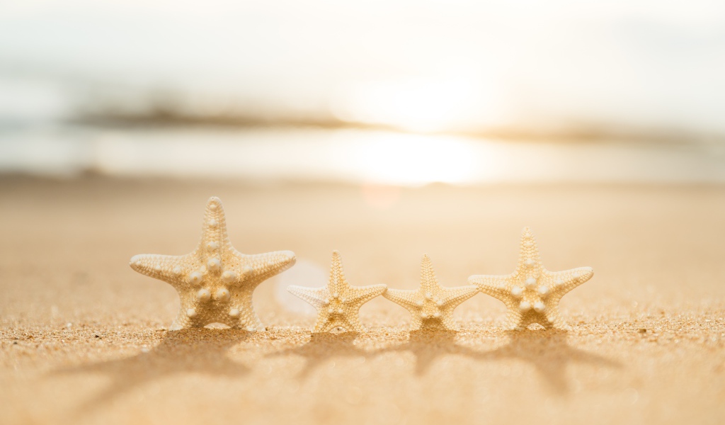 Четыре морские звезды на желтом песке