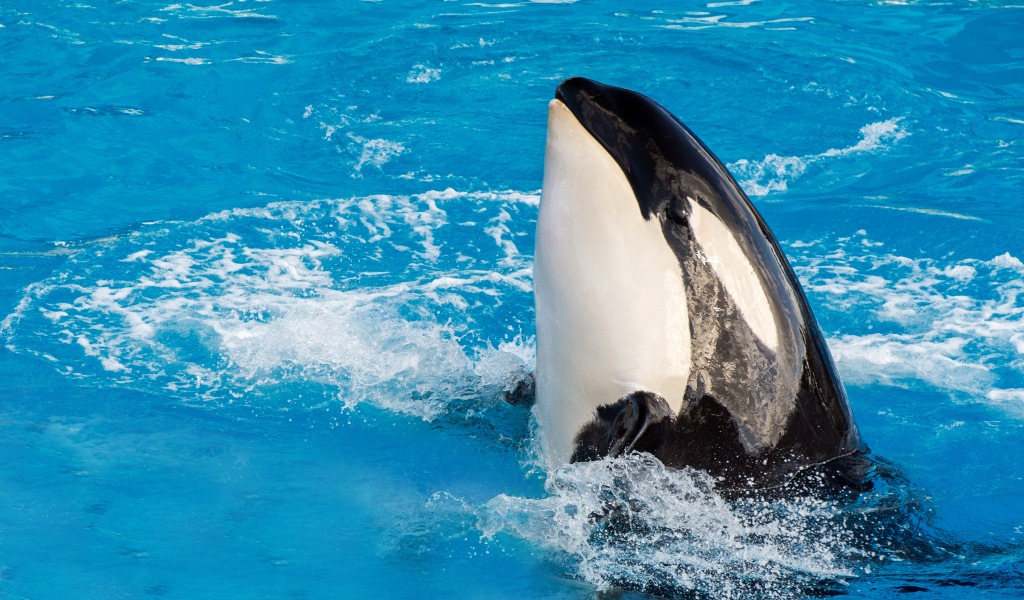 Большая касатка в бассейне 