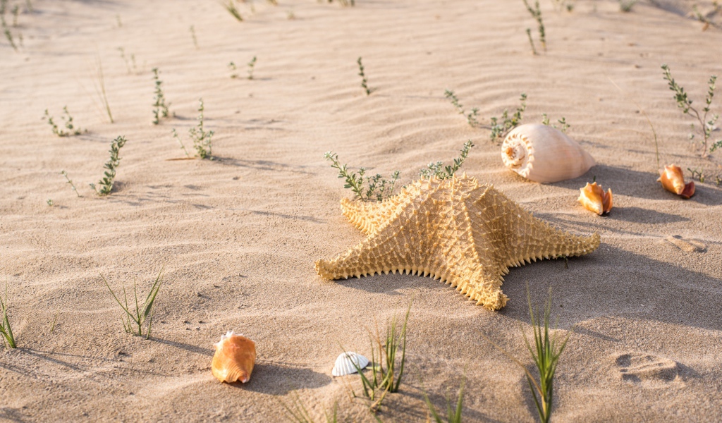 Большая морская звезда и ракушки на песке