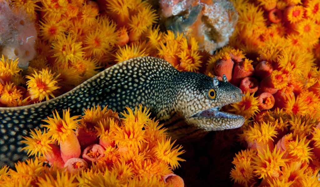 Мурена и морские анемоны под водой