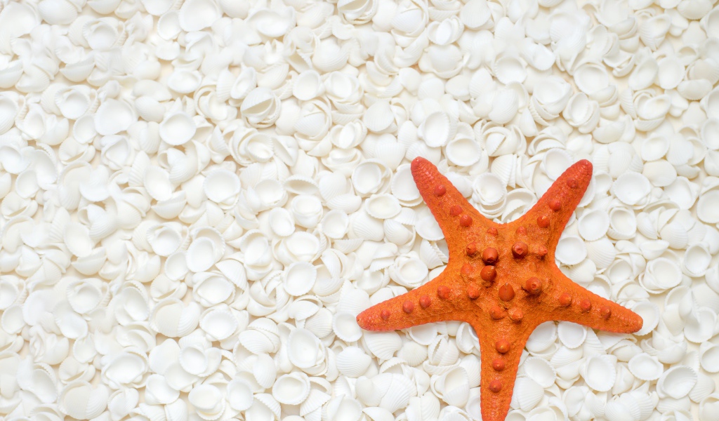 Оранжевая морская звезда лежит на белых ракушках 