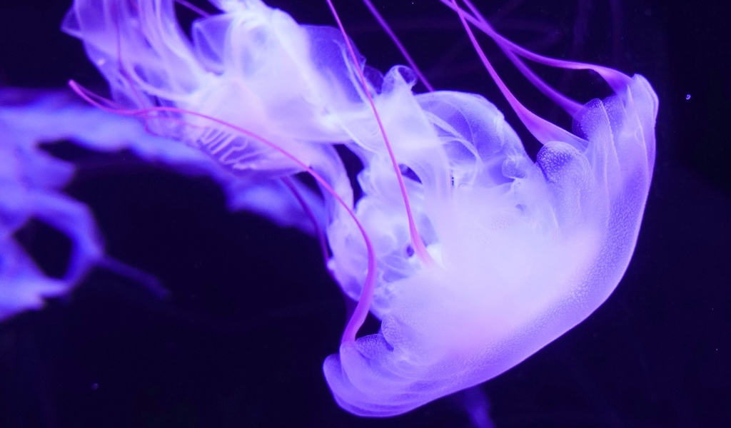 Фиолетовая медуза под водой 