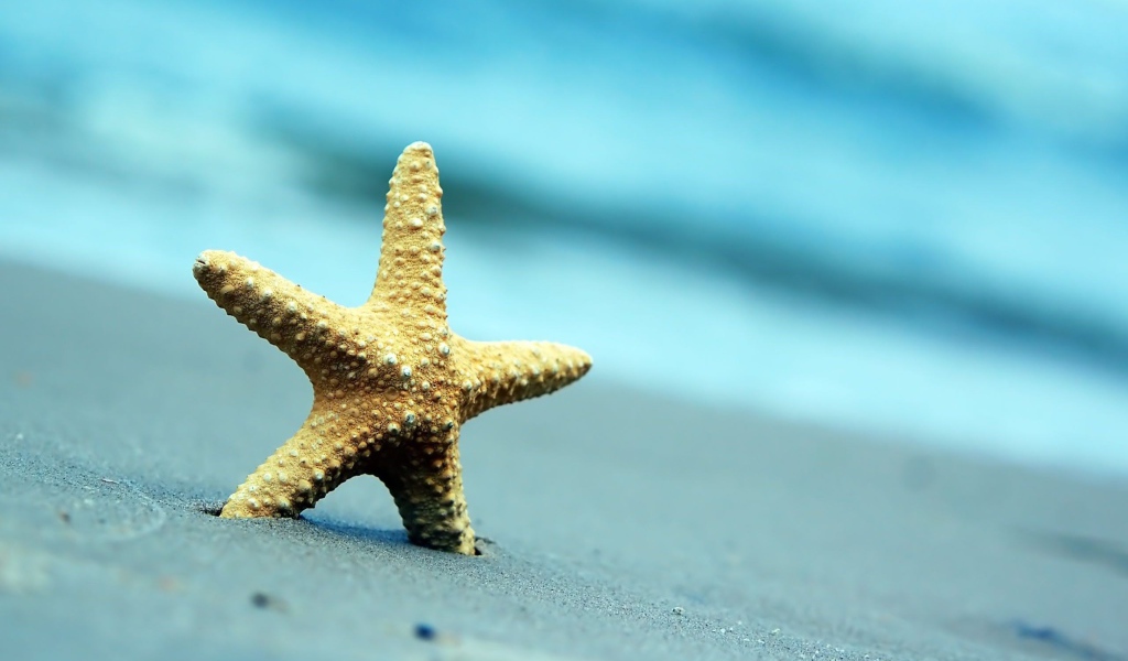 Морская звезда на сером морском песке