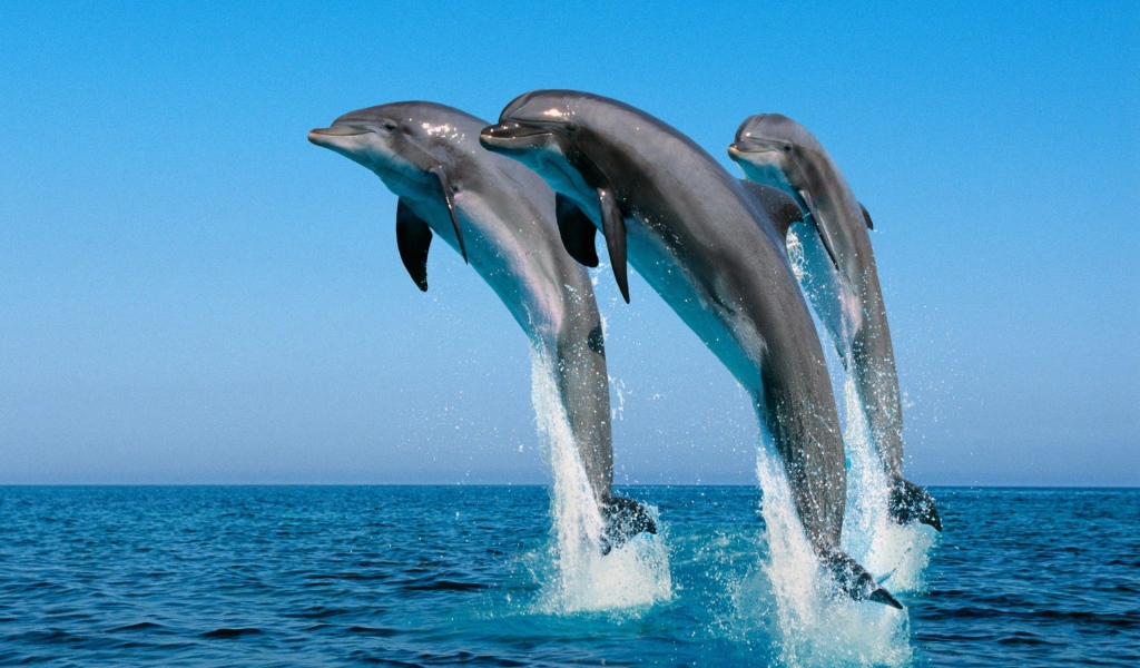 Три дельфина выпрыгивают из воды 
