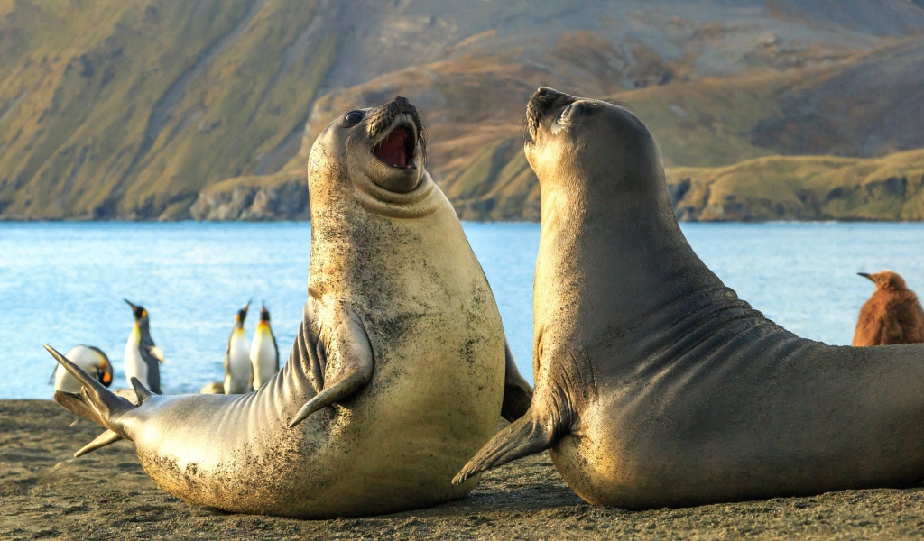 Два морских льва на песке 