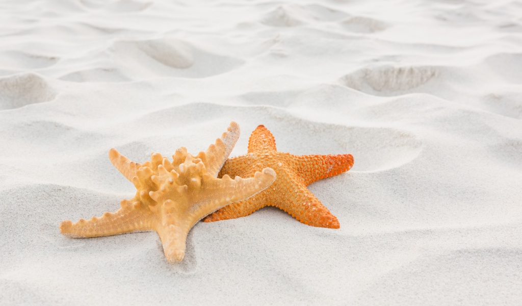 Две морские звезды на белом песке