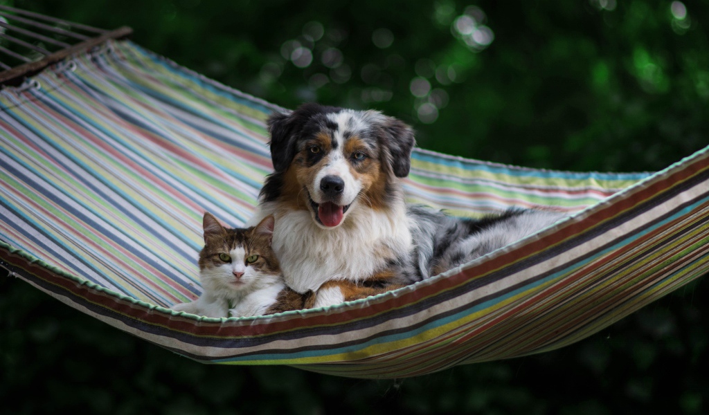Собака и кот лежат в гамаке 