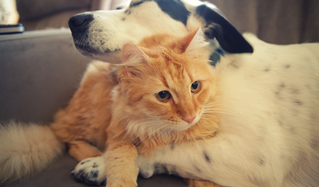 Собака обнимает рыжего кота 