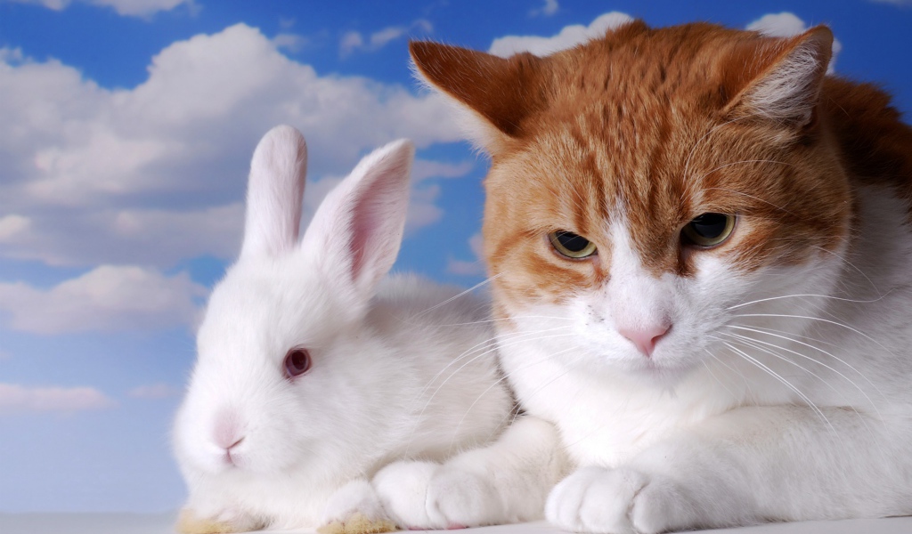 Хмурый рыжий кот и белый декоративный кролик на фоне неба