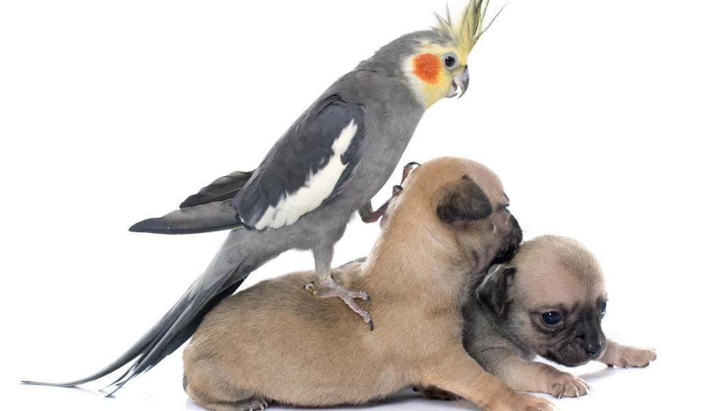 Попугай сидит на двух щенках чихуахуа на белом фоне