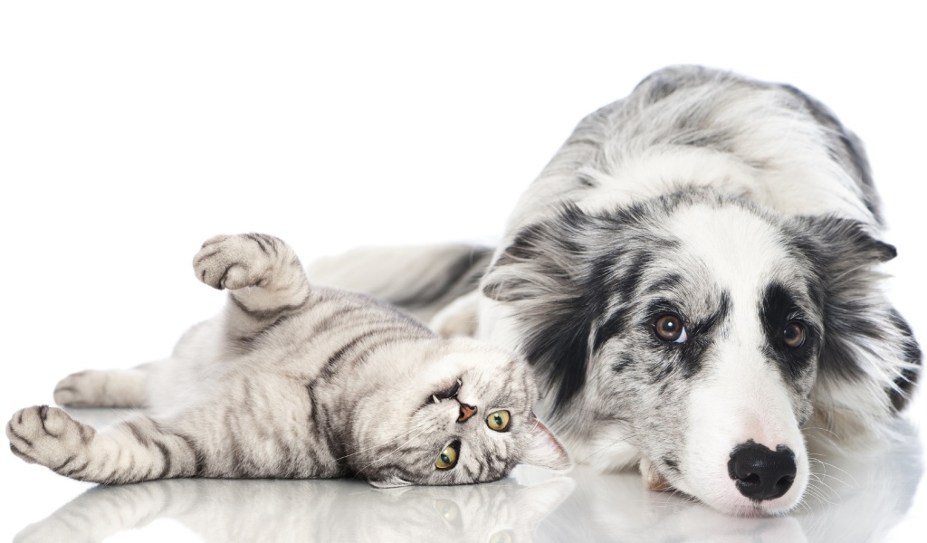 Австралийская овчарка и шотландский кот на белом фоне