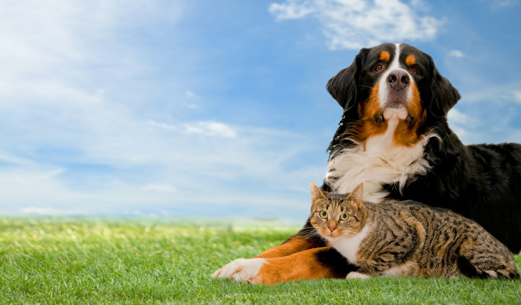 Собака породы Бернский зенненхунд с серым котом на траве