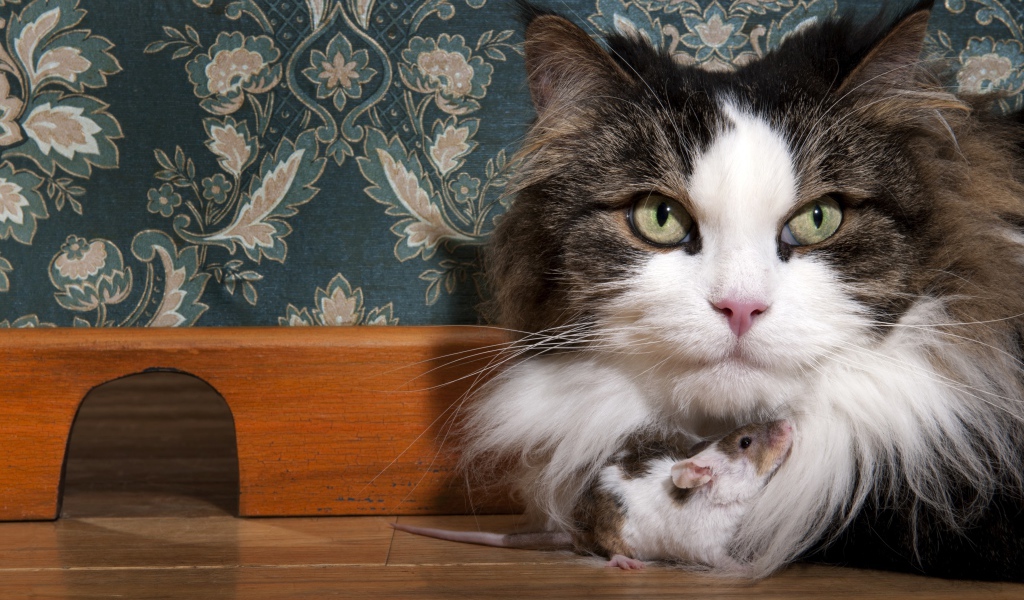 Большая пушистая кошка с мышонком