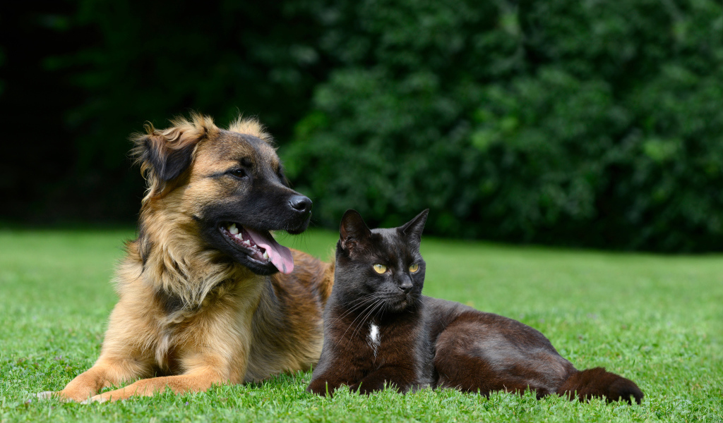 Черный кот и собака лежат на зеленой траве