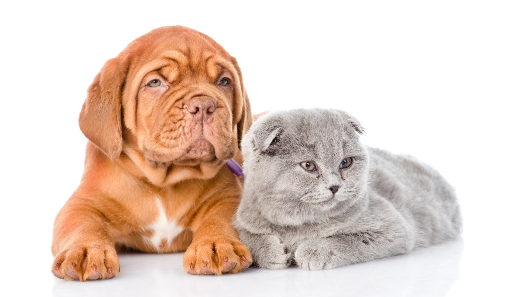 Бордоский дог и шотландский вислоухий котенок на белом фоне