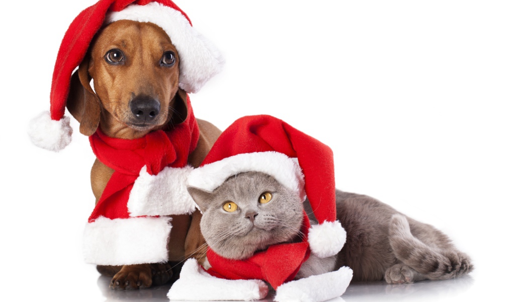 Такса и британский кот в новогодних шапках на белом фоне