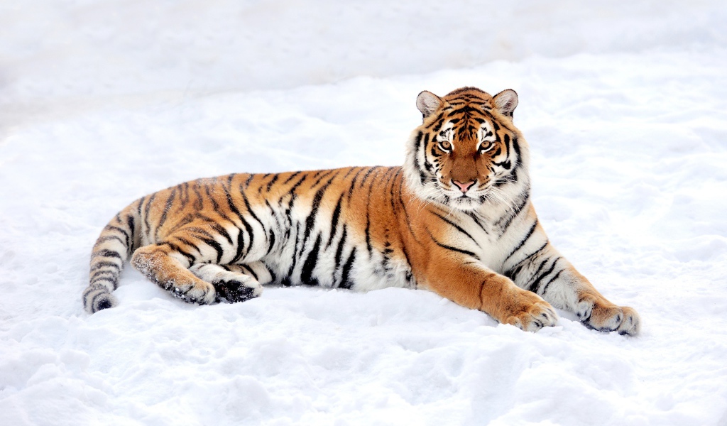 Большой грациозный тигр на снегу