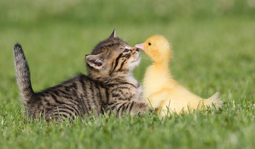 Маленький серый котенок с утенком на зеленой траве
