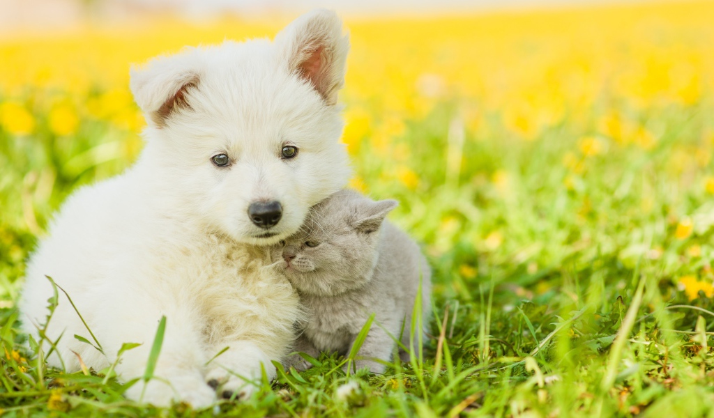 Маленький белый щенок с серым котенком на траве 