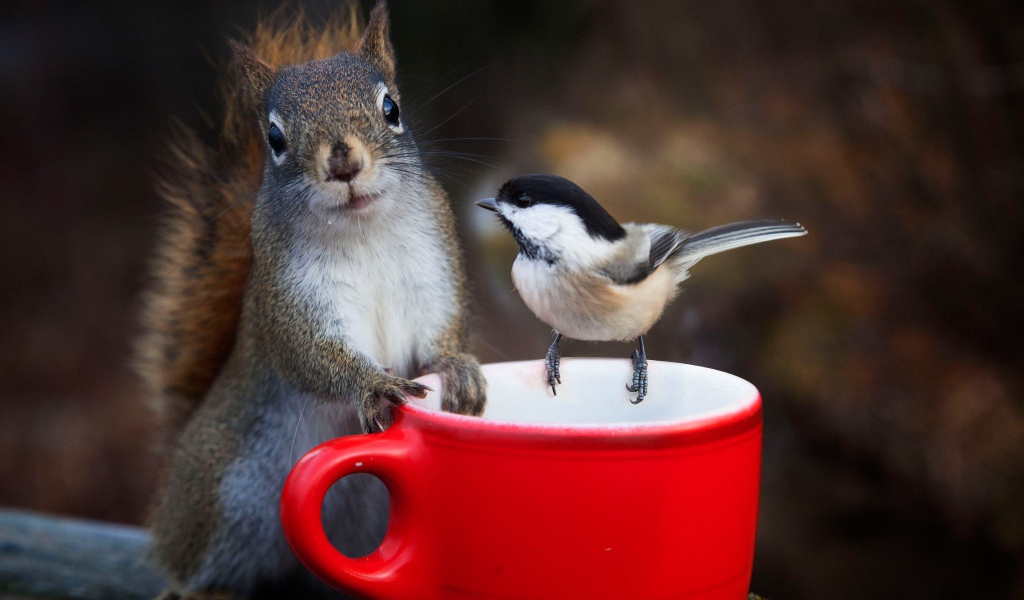Белка и воробей у красной чашки 