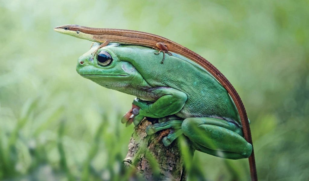 Ящерица сидит на зеленой лягушке