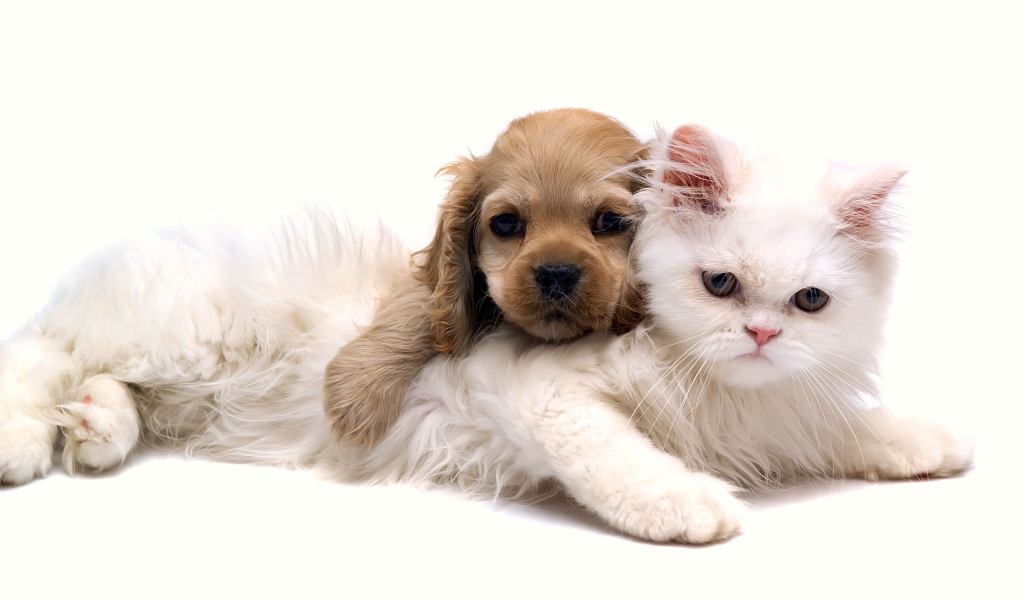 Белый кот с щенком на белом фоне