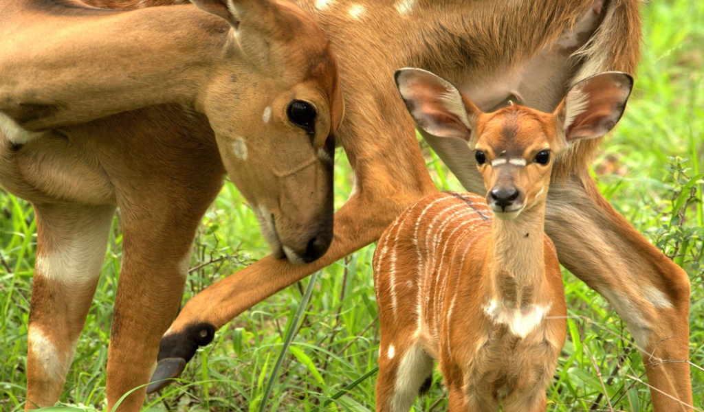Олениха с маленьким олененком на зеленой траве
