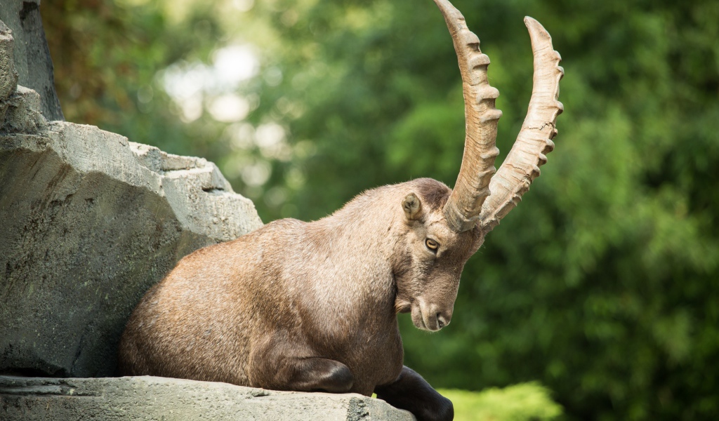 Горный козел с большими рогами лежит на камне