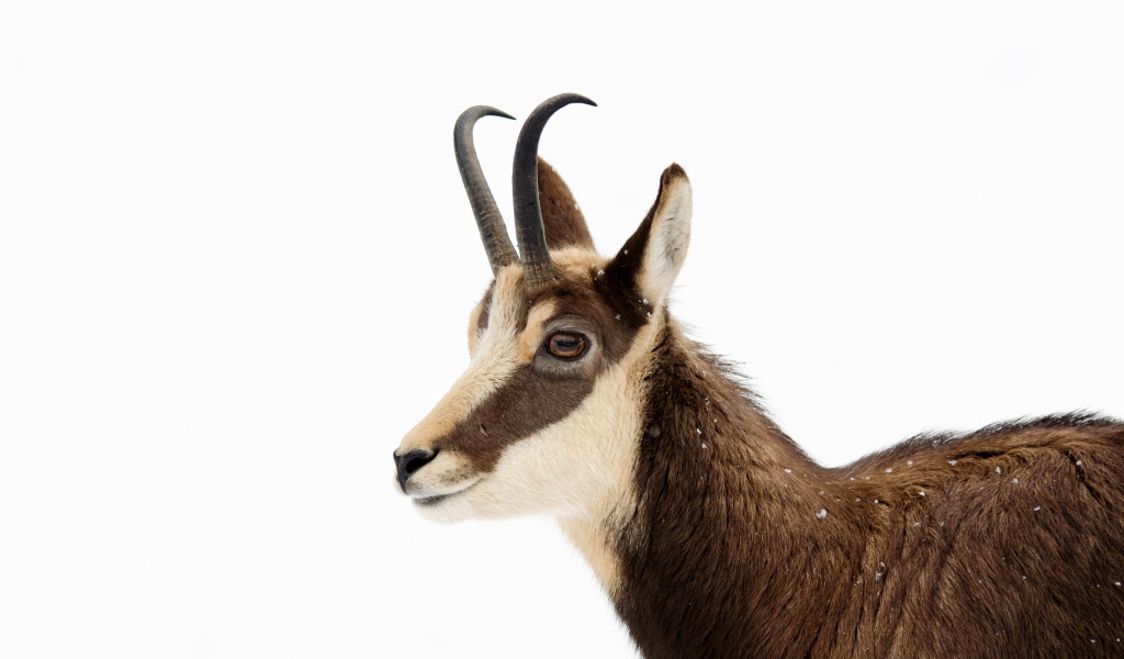 Антилопа на белом фоне