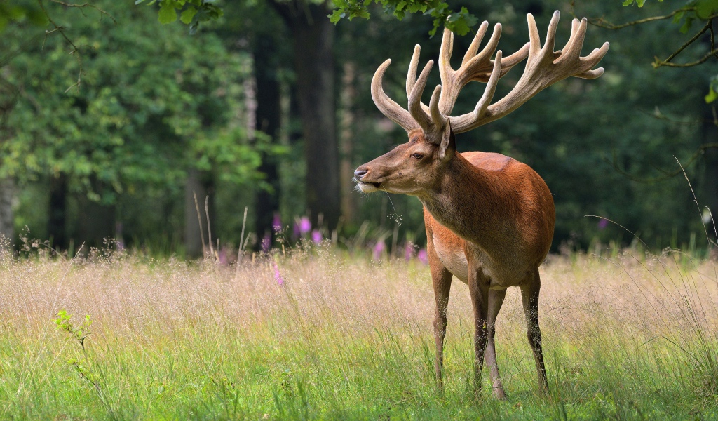 Большой олень в зеленом лесу 