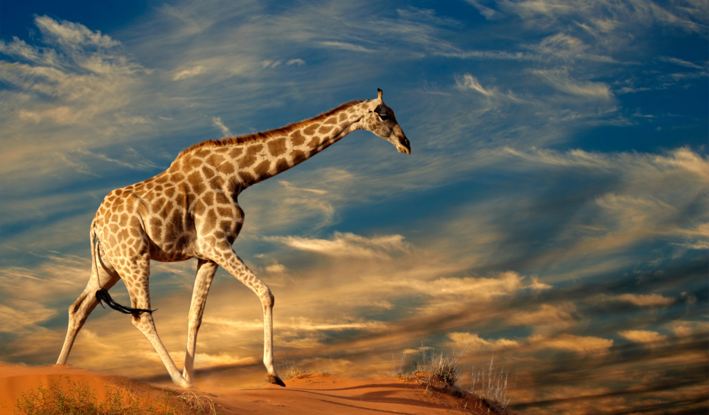Большой жираф под красивым облачным небом