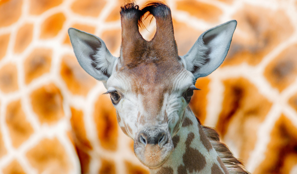 Морда жирафа крупным планом 